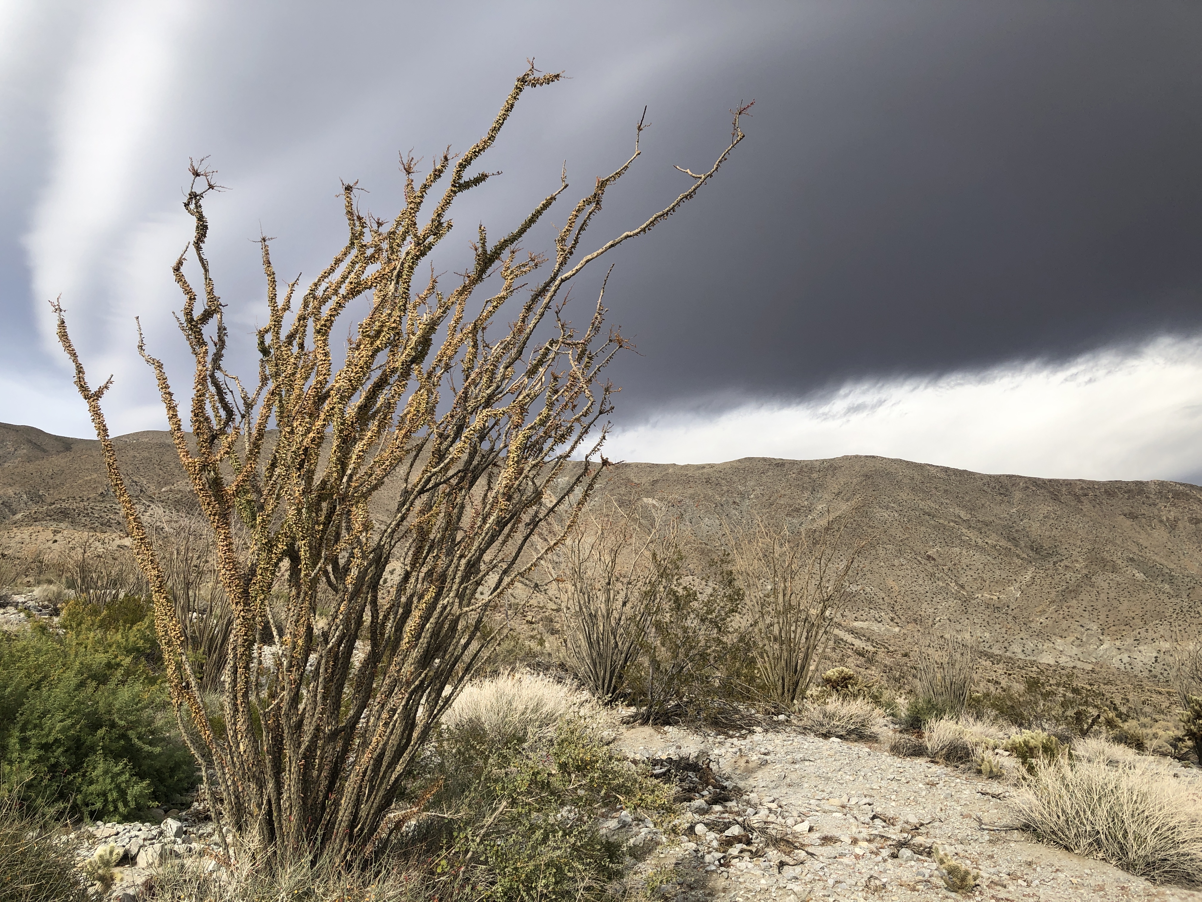 a tall cactus plant in front of a stormy looking cloud