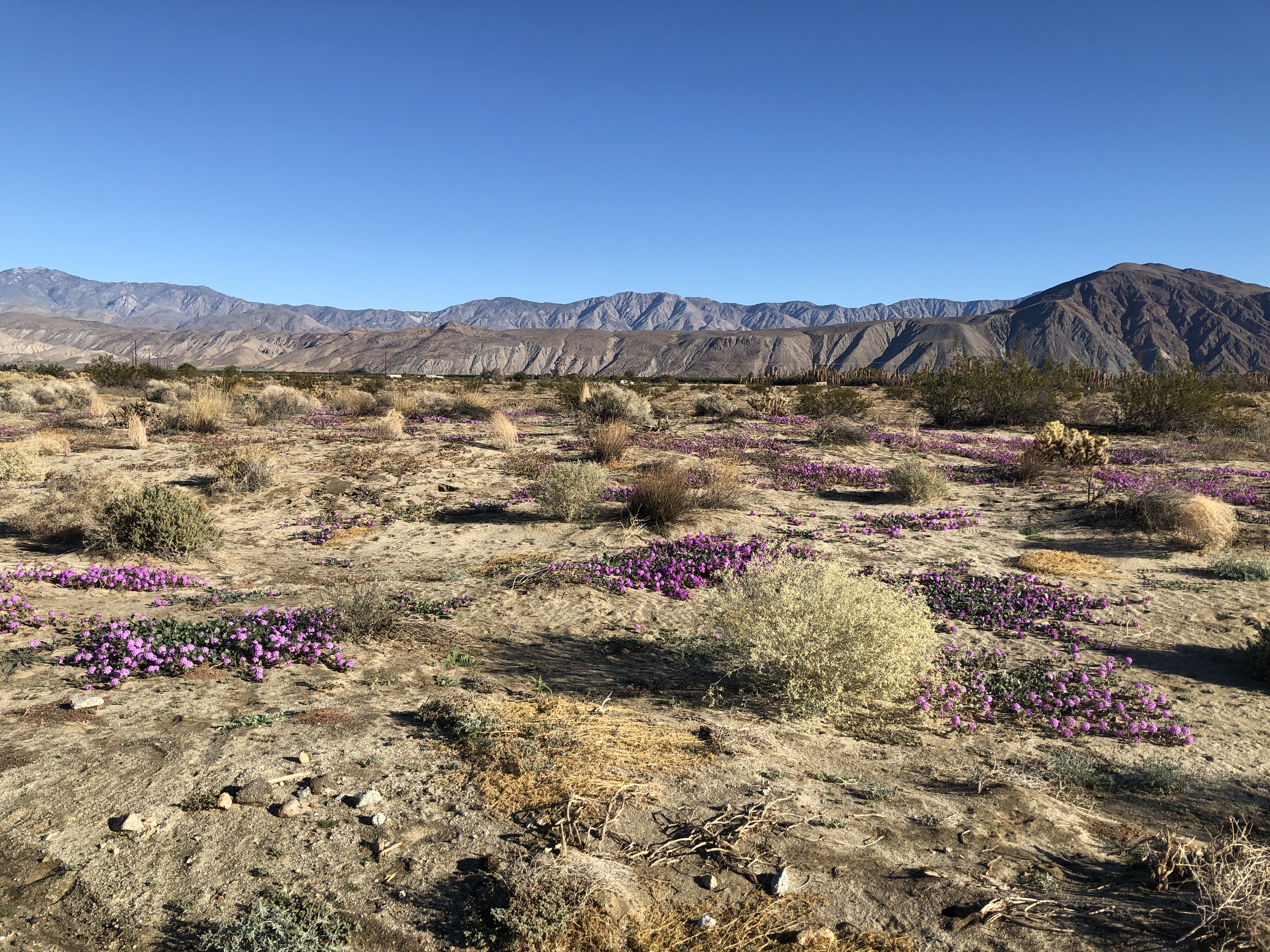 desert bloom in front of dry mountains